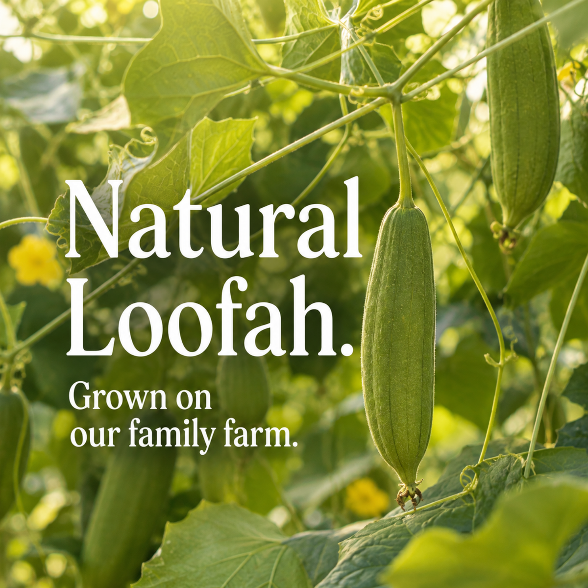 Loofah Soap Bar