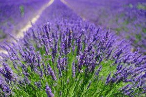 Organic Lavender Essential Oil